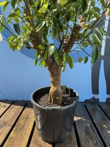 Citron vert, 20 ans, agrumes latifolia, fruit, 180 cm, produit A+