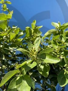 Citron vert, 20 ans, agrumes latifolia, fruit, 180 cm, produit A+