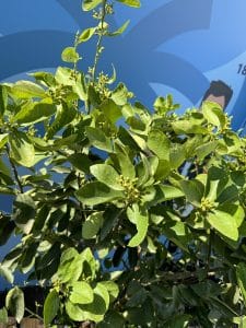Citron vert, 20 ans, agrumes latifolia, fruit, 180 cm, produit A+