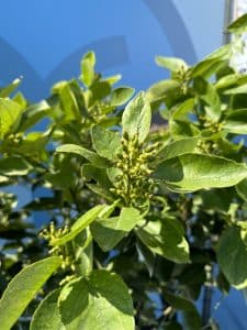 Citron vert, 20 ans, agrumes latifolia, fruit, 180 cm, produit A+