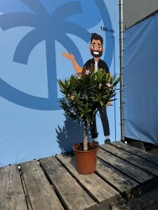 Laurier-rose sur tige – Nerium oleander – Hauteur 110–120 cm – Couleur rose – Plante d’extérieur – Persistante en hiver