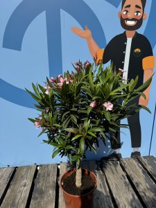 Laurier-rose sur tige – Nerium oleander – Hauteur 110–120 cm – Couleur rose – Plante d’extérieur – Persistante en hiver