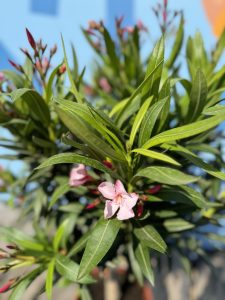 Laurier-rose sur tige – Nerium oleander – Hauteur 110–120 cm – Couleur rose – Plante d’extérieur – Persistante en hiver