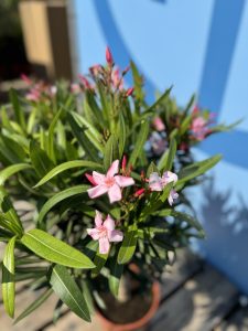 Laurier-rose sur tige – Nerium oleander – Hauteur 110–120 cm – Couleur rose – Plante d’extérieur – Persistante en hiver