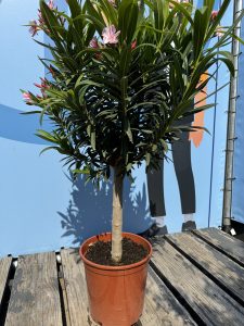 Laurier-rose sur tige – Nerium oleander – Hauteur 110–120 cm – Couleur rose – Plante d’extérieur – Persistante en hiver