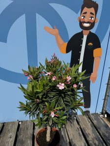 Laurier-rose sur tige – Nerium oleander – Hauteur 110–120 cm – Couleur rose – Plante d’extérieur – Persistante en hiver