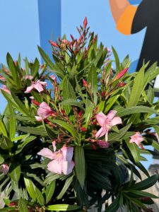 Laurier-rose sur tige – Nerium oleander – Hauteur 110–120 cm – Couleur rose – Plante d’extérieur – Persistante en hiver