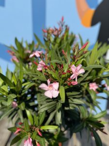 Laurier-rose sur tige – Nerium oleander – Hauteur 110–120 cm – Couleur rose – Plante d’extérieur – Persistante en hiver