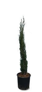 Cyprès Sempervirens Totem - Cyprès italien résistant à l'hiver - 120 cm - Vert persistant - Résistant au froid jusqu'à -18 ans