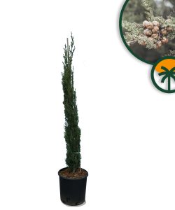 Cyprès Sempervirens Totem - Cyprès italien résistant à l'hiver - 140 cm - Vert persistant - Résistant au froid jusqu'à -18 ans