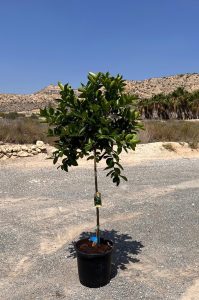 Limettier - 8 ans - Citrus Latifolia - Plante d'agrumes - 160 centimètres - Marchandise A