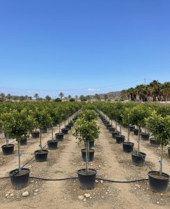 Limettier - 8 ans - Citrus Latifolia - Plante d'agrumes - 160 centimètres - Marchandise A