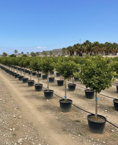 Limettier - 8 ans - Citrus Latifolia - Plante d'agrumes - 160 centimètres - Marchandise A