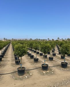 Limettier - 8 ans - Citrus Latifolia - Plante d'agrumes - 160 centimètres - Marchandise A