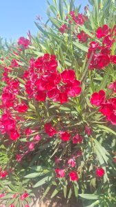 Laurier-rose – Nerium oleander – Couleur rouge – Hauteur 220–240 cm – Plante d’extérieur – Persistante en hiver