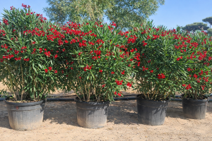 Laurier-rose – Nerium oleander – Couleur rouge – Hauteur 220–240 cm – Plante d’extérieur – Persistante en hiver