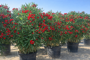 Laurier-rose – Nerium oleander – Couleur rouge – Hauteur 220–240 cm – Plante d’extérieur – Persistante en hiver