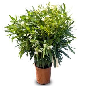 Laurier-rose – Nerium oleander – Couleur blanche – Hauteur 100–120 cm – Plante d’extérieur – Persistante en hiver