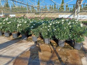 Laurier-rose – Nerium oleander – Couleur blanche – Hauteur 140–160 cm – Plante d’extérieur – Persistante en hiver