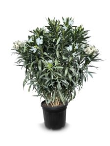 Laurier-rose – Nerium oleander – Couleur blanche – Hauteur 140–160 cm – Plante d’extérieur – Persistante en hiver