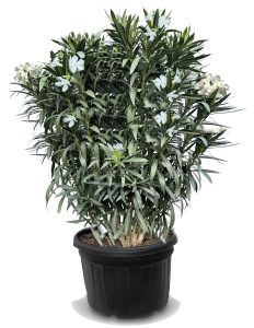 Laurier-rose – Nerium oleander – Couleur blanche – Hauteur 220–240 cm – Plante d’extérieur – Persistante en hiver