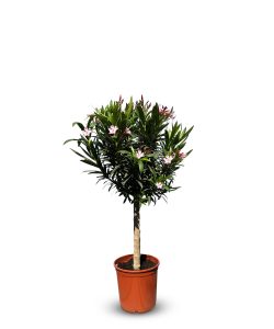 Laurier-rose sur tige – Nerium oleander – Hauteur 110–120 cm – Couleur rose – Plante d’extérieur – Persistante en hiver