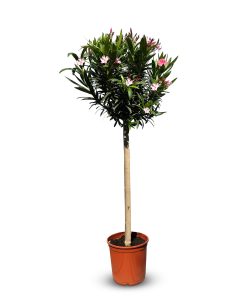 Laurier-rose sur tige – Nerium oleander – Hauteur 140–160 cm – Couleur rose – Plante d’extérieur – Persistante en hiver