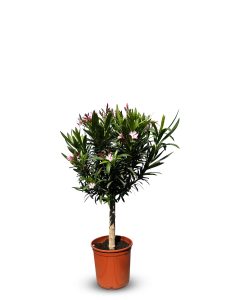 Laurier-rose sur tige – Nerium oleander – Hauteur 90–110 cm – Couleur rose – Plante d’extérieur – Persistante en hiver