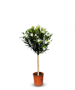 Laurier-rose sur tige – Nerium oleander – Hauteur 110–120 cm – Couleur blanche – Plante d’extérieur – Persistante en hiver