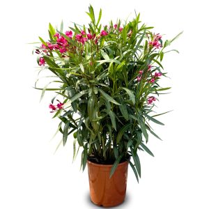 Laurier-rose – Nerium oleander – Couleur rouge – Hauteur 100–120 cm – Plante d’extérieur – Persistante en hiver
