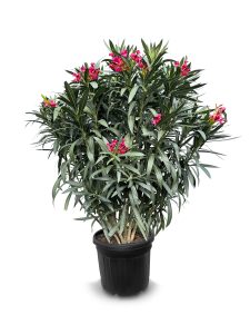Laurier-rose – Nerium oleander – Couleur rouge – Hauteur 140–160 cm – Plante d’extérieur – Persistante en hiver