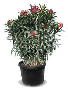 Laurier-rose – Nerium oleander – Couleur rouge – Hauteur 220–240 cm – Plante d’extérieur – Persistante en hiver