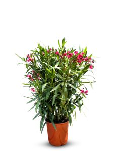 Laurier-rose – Nerium oleander – Couleur rouge – Hauteur 80–100 cm – Plante d’extérieur – Persistante en hiver