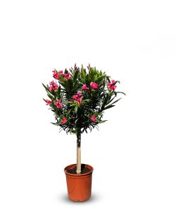 Laurier-rose sur tige – Nerium oleander – Hauteur 110–120 cm – Couleur rouge – Plante d’extérieur – Persistante en hiver