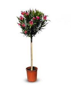 Laurier-rose sur tige – Nerium oleander – Hauteur 140–160 cm – Couleur rouge – Plante d’extérieur – Persistante en hiver