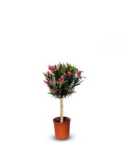 Laurier-rose sur tige – Nerium oleander – Hauteur 90–110 cm – Couleur rouge – Plante d’extérieur – Persistante en hiver