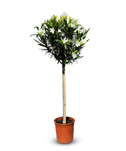 Laurier-rose sur tige – Nerium oleander – Hauteur 140–160 cm – Couleur blanche – Plante d’extérieur – Persistante en hiver