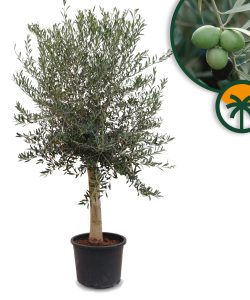 Olive « 30 ans » 190 cm, qualité A+, résistant au froid, Olea Lechin