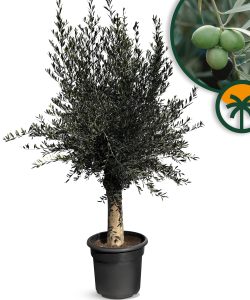 Olivier Olea Europaea 45 ans, 200 cm, qualité A+, résistant à l'hiver jusqu'à -18, fructifiant