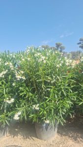 Laurier-rose – Nerium oleander – Couleur blanche – Hauteur 220–240 cm – Plante d’extérieur – Persistante en hiver