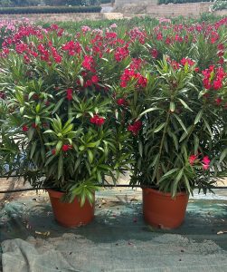 Laurier-rose – Nerium oleander – Couleur rouge – Hauteur 140–160 cm – Plante d’extérieur – Persistante en hiver