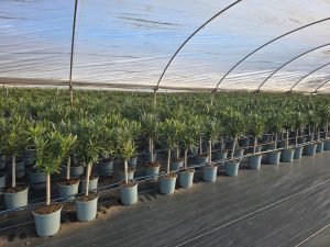 Laurier-rose sur tige – Nerium oleander – Hauteur 90–110 cm – Couleur blanche – Plante d’extérieur – Persistante en hiver