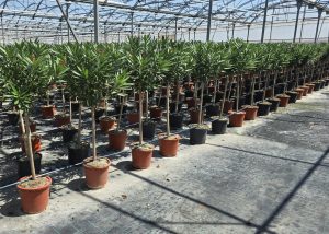 Laurier-rose sur tige – Nerium oleander – Hauteur 140–160 cm – Couleur rouge – Plante d’extérieur – Persistante en hiver