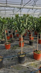 Laurier-rose sur tige – Nerium oleander – Hauteur 140–160 cm – Couleur rose – Plante d’extérieur – Persistante en hiver