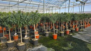 Laurier-rose sur tige – Nerium oleander – Hauteur 140–160 cm – Couleur rose – Plante d’extérieur – Persistante en hiver