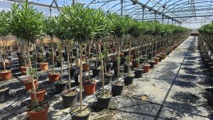 Laurier-rose sur tige – Nerium oleander – Hauteur 140–160 cm – Couleur blanche – Plante d’extérieur – Persistante en hiver