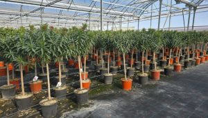 Laurier-rose sur tige – Nerium oleander – Hauteur 140–160 cm – Couleur rouge – Plante d’extérieur – Persistante en hiver