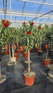 Laurier-rose sur tige – Nerium oleander – Hauteur 140–160 cm – Couleur rouge – Plante d’extérieur – Persistante en hiver