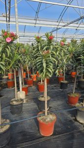 Laurier-rose sur tige – Nerium oleander – Hauteur 140–160 cm – Couleur rose – Plante d’extérieur – Persistante en hiver