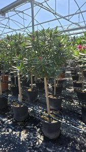 Laurier-rose sur tige – Nerium oleander – Hauteur 140–160 cm – Couleur rose – Plante d’extérieur – Persistante en hiver